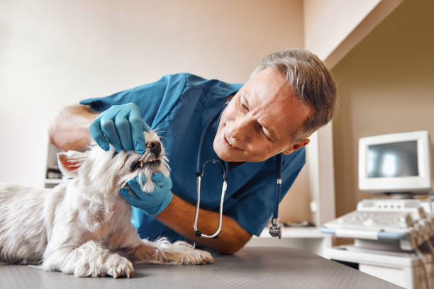 Best Emergency Denture Repair in Canton Valley, CT